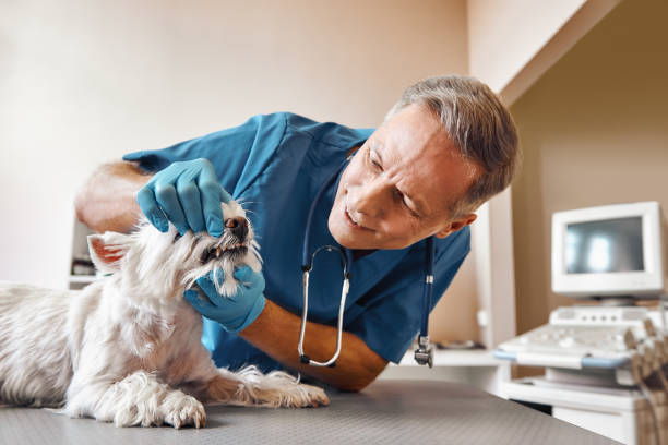  Leavenworth, KS Emergency Dentist Pros
